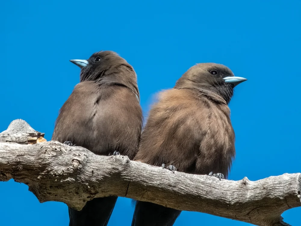 Little Woodswallow (Artamus minor)