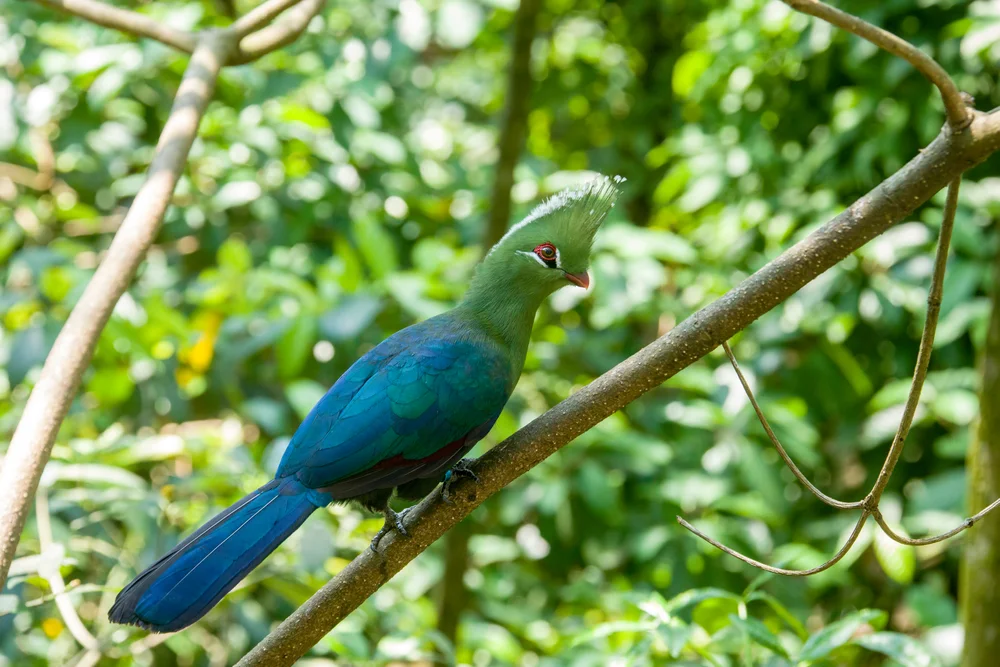 Livingstones Taurako (Tauraco livingstonii)