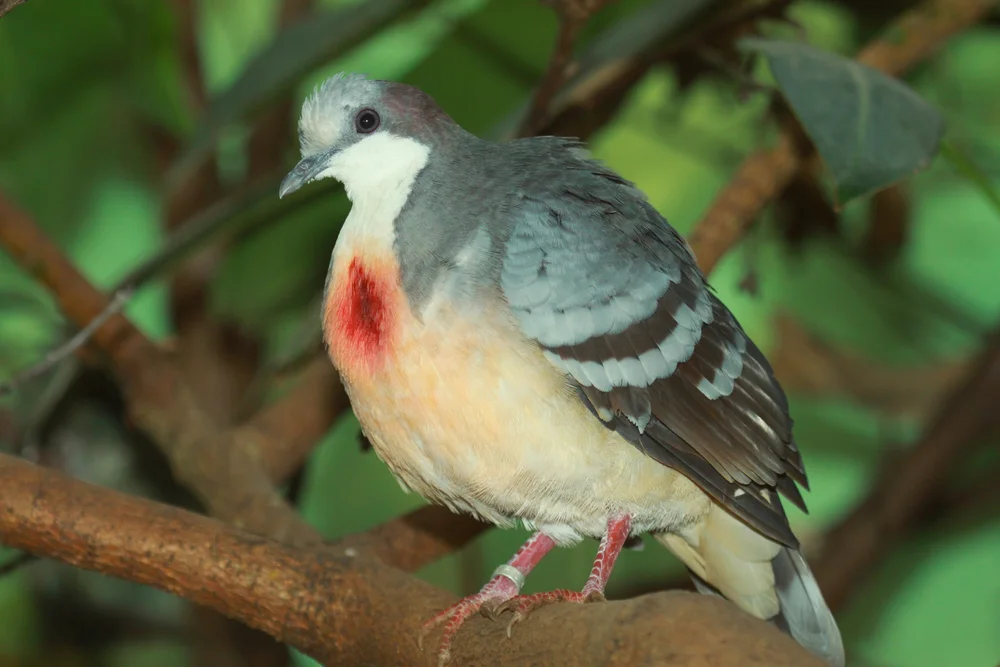 Locken-Fruchttaube (Gallicolumba crinigera)