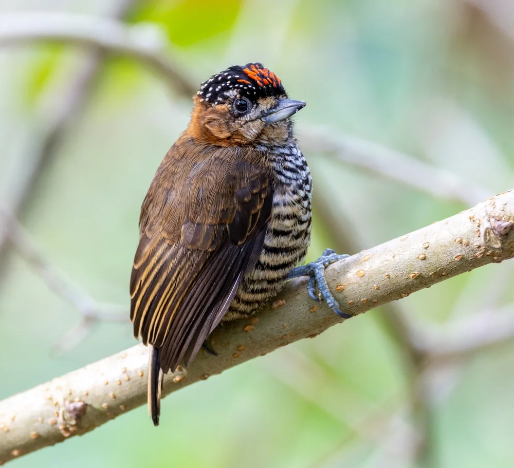 Lockenspecht (Picumnus cirratus)