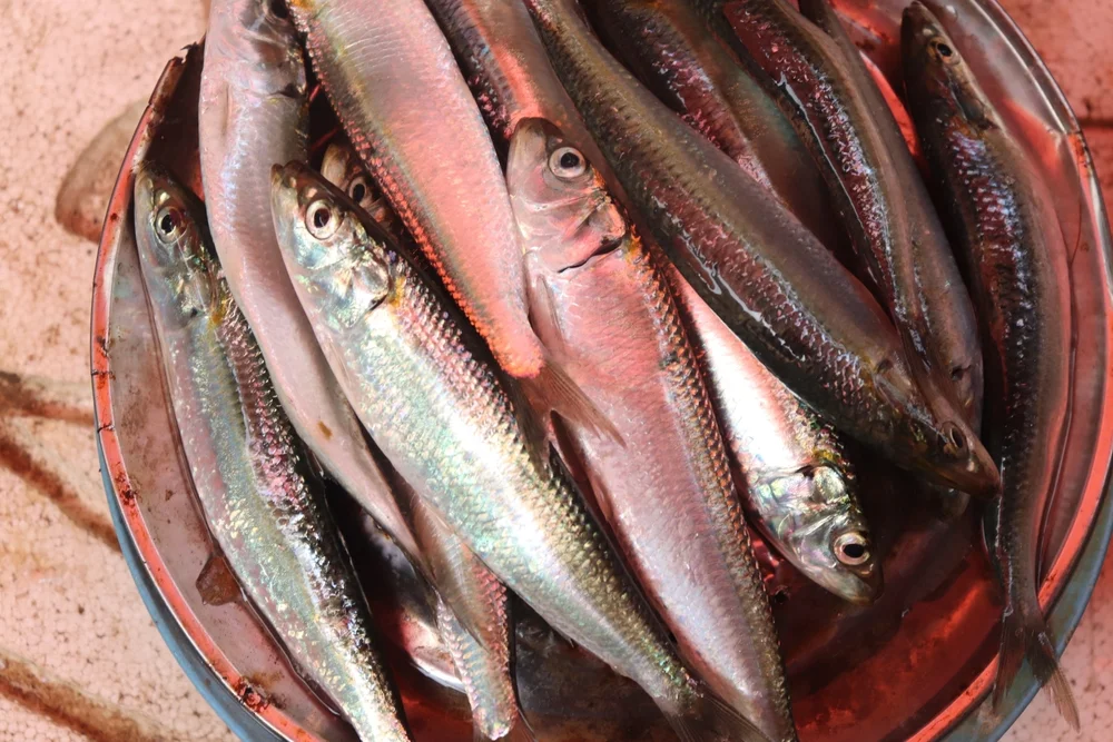 Lodde (Spirinchus thaleichthys)