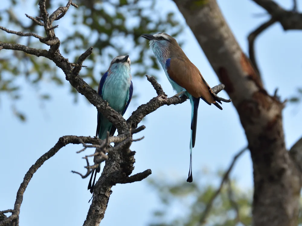 Löffelracke (Coracias spatulatus)