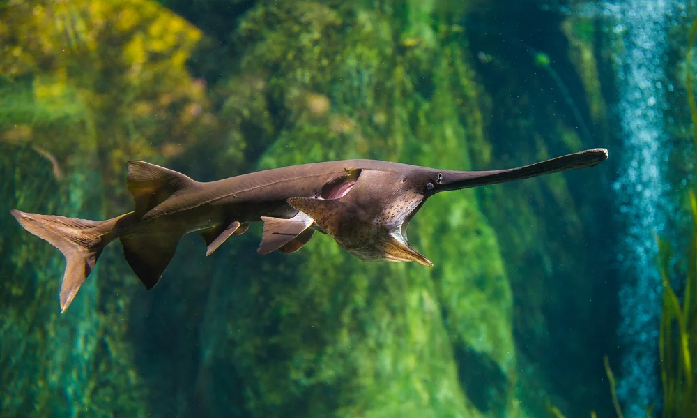 Löffelstör (Polyodon spathula)