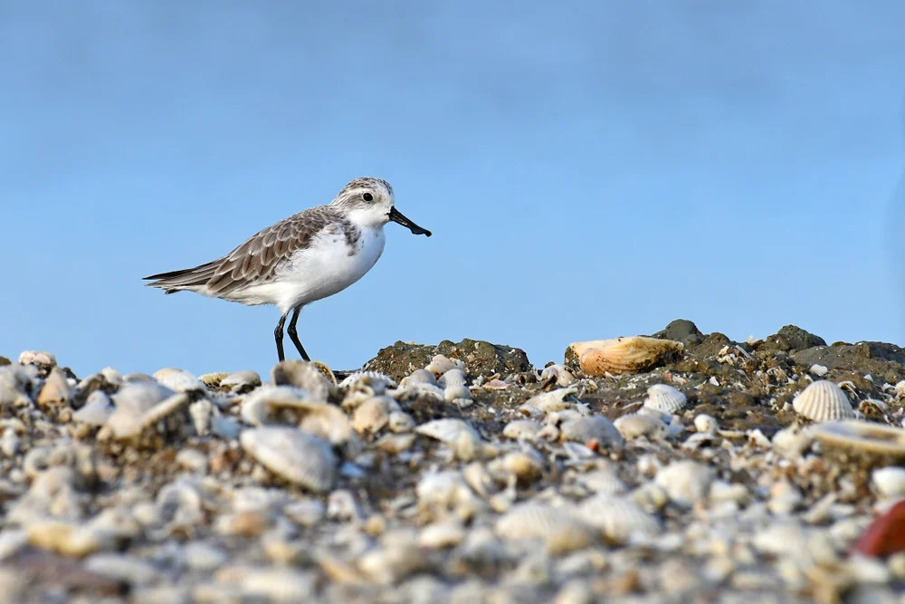 Löffelstrandläufer (Calidris pygmaea)