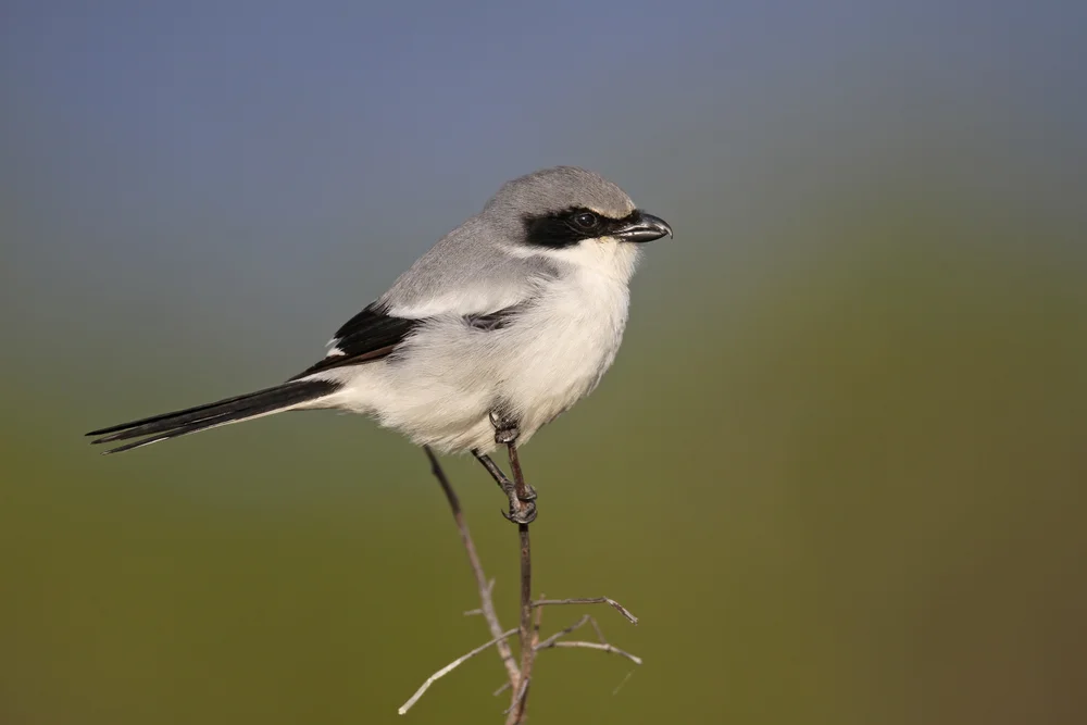 Loggerhead Shrike (Lanius ludovicianus)