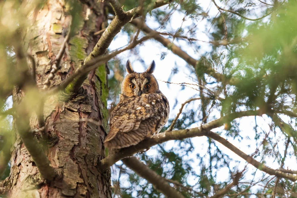 Long-eared Owl (Stygische Eule)