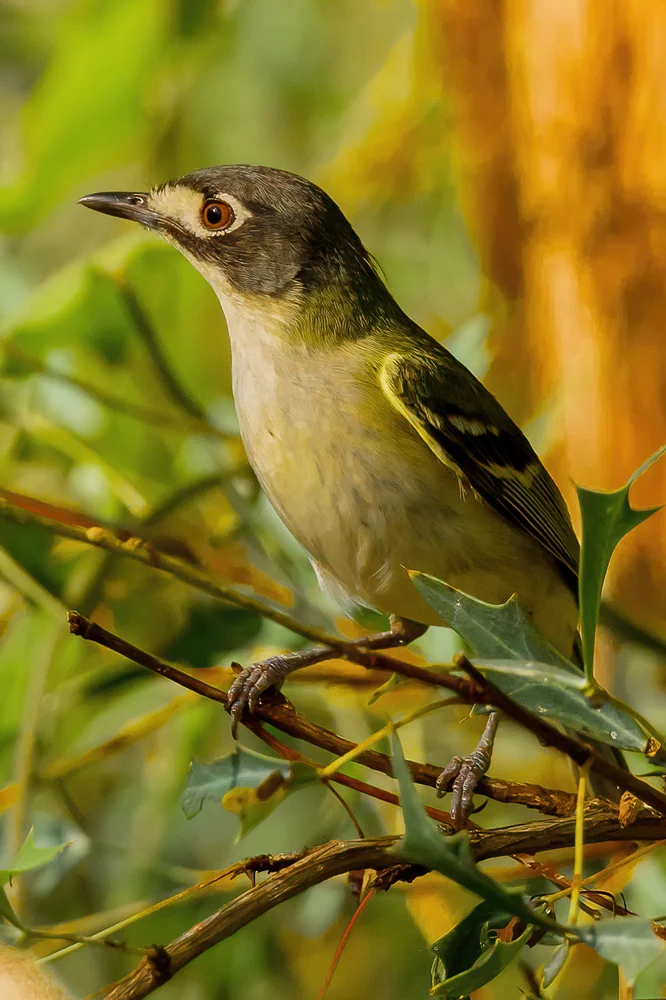 Lorbeerwaldsänger (Vireo atricapilla)