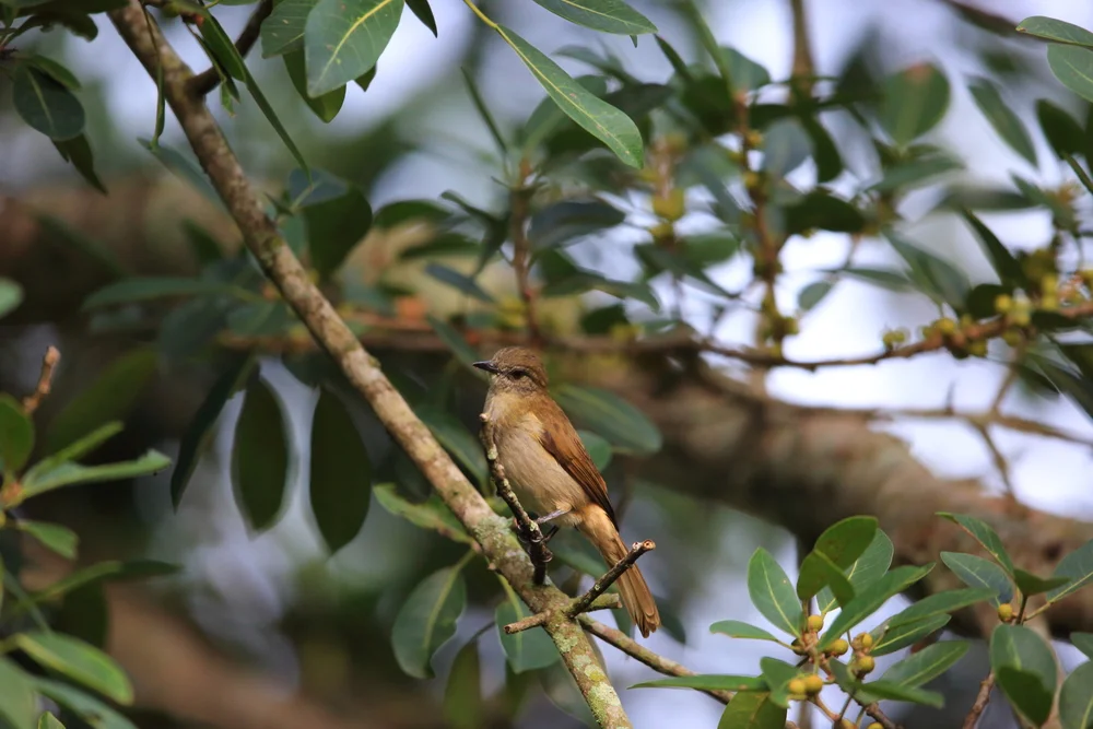 Lorenz' Laubsänger (Phyllastrephus lorenzi)