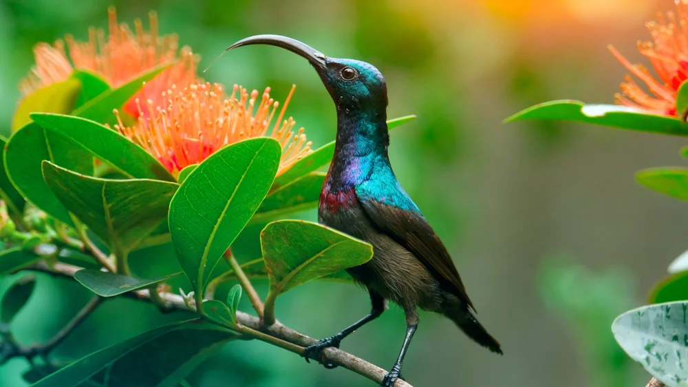 Lotenius' Nektarvogel (Cinnyris lotenius)