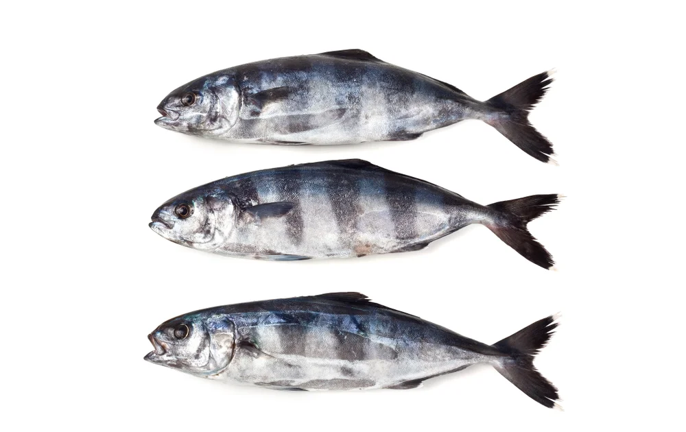 Lotse (Naucrates ductor)