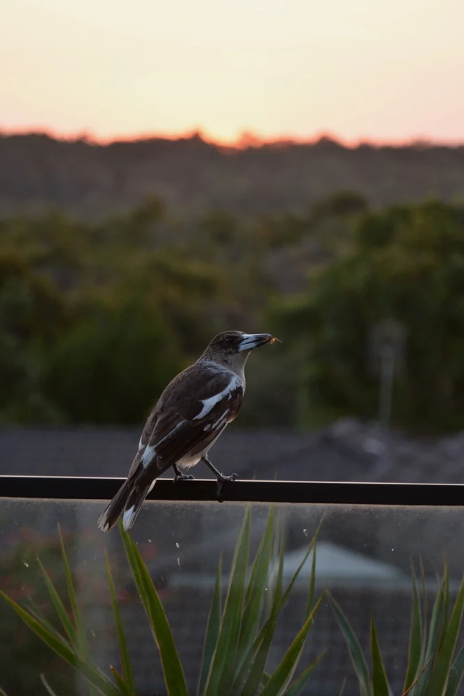 Louisiaden-Scherenschwanz (Cracticus louisiadensis)