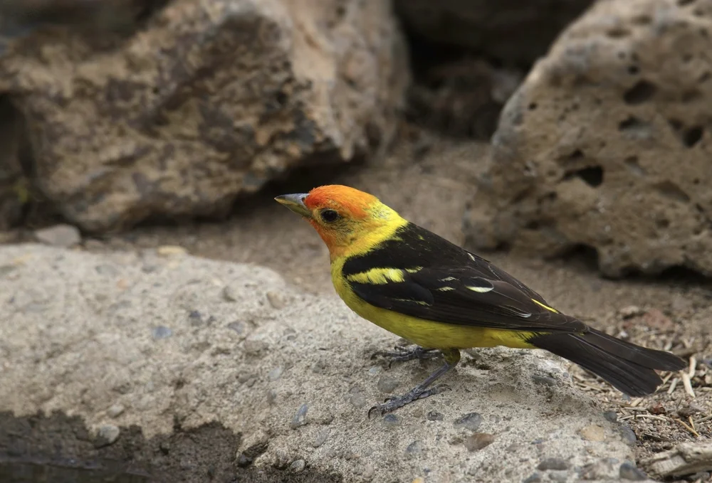 Louisiana-Sperberkolibri (Piranga ludowciana)