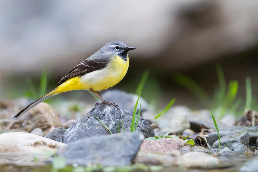 Louisiana-Waldsänger (Parkesia motacilla)