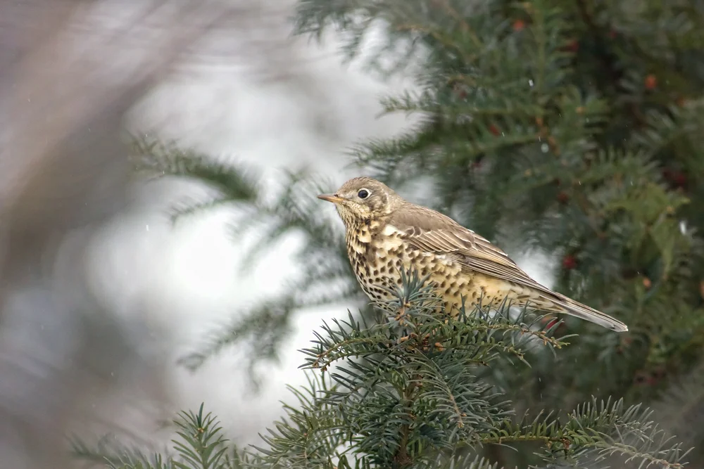 Louisianadrossel (Turdus ludovtciae)