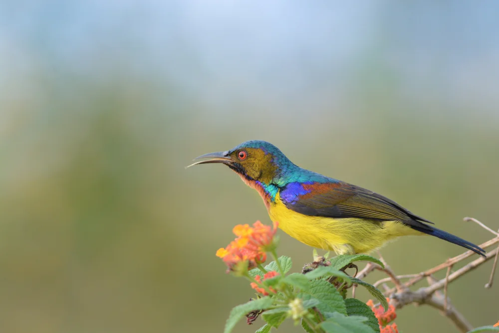 Loveridges Nektarvogel (Cinnyris loveridgei)