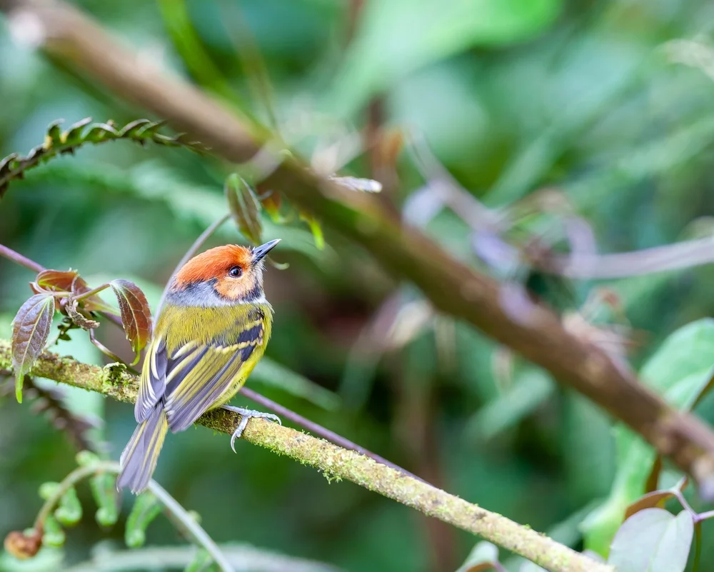 Luluas Tyrann (Poecilotriccus luluae)