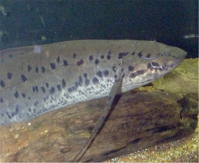 Lungenfisch