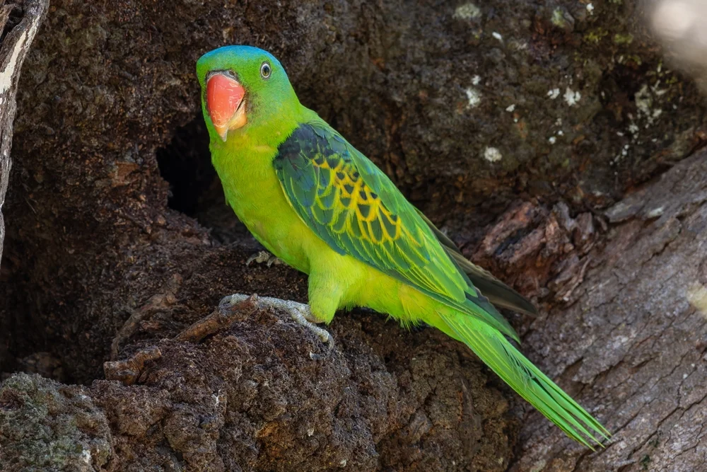 Luzon-Baumhonigfresser (Tanygnathus lucionensis)