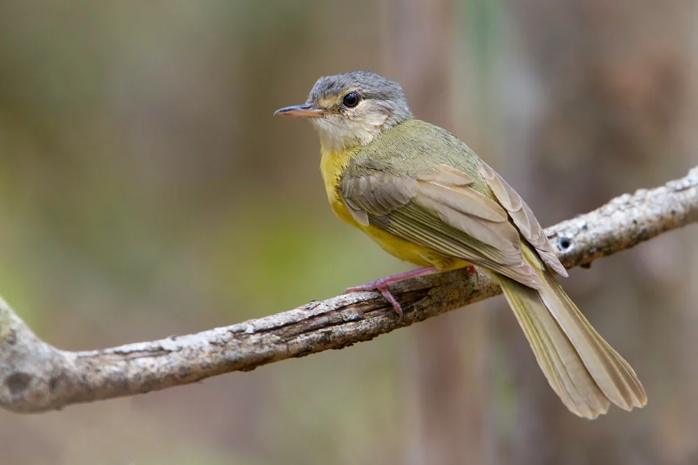 Lyalls Zaunkönig (Lyalls Zaunkdnig)