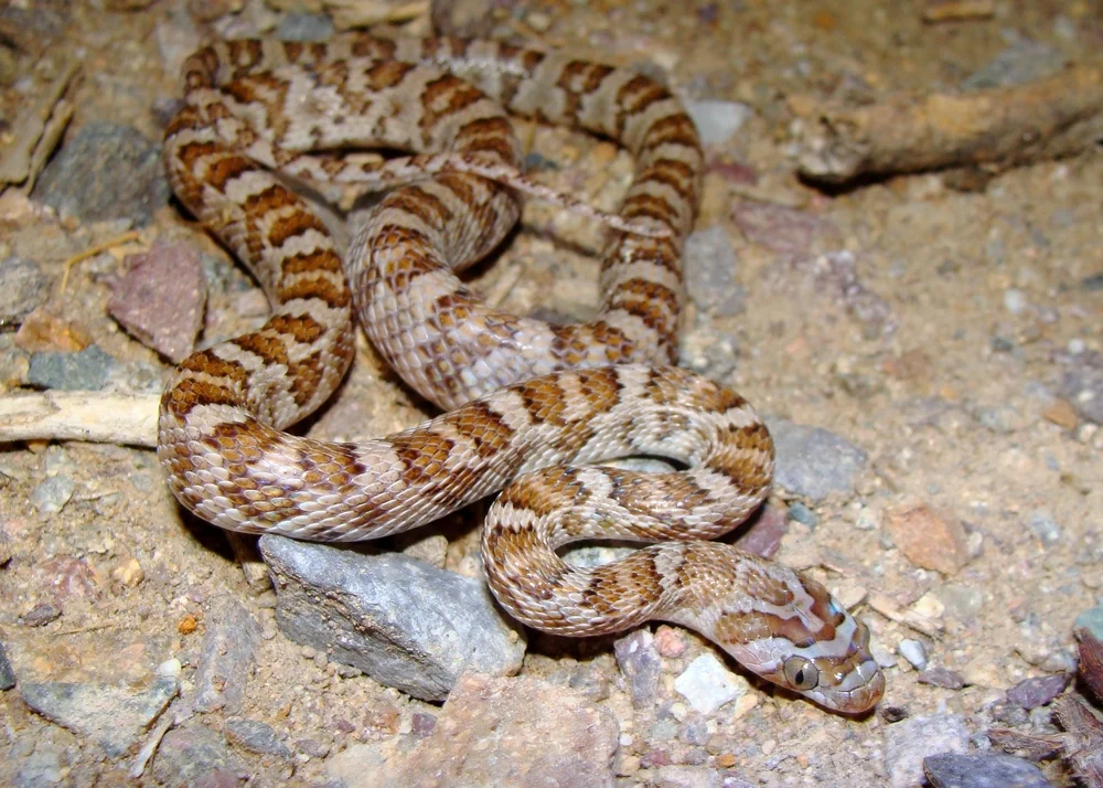 Lyraschlangen (Trimorphodon)