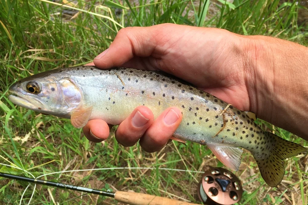 Macdonald-Forelle (Oncorh nchus clarkii macdonaldi)