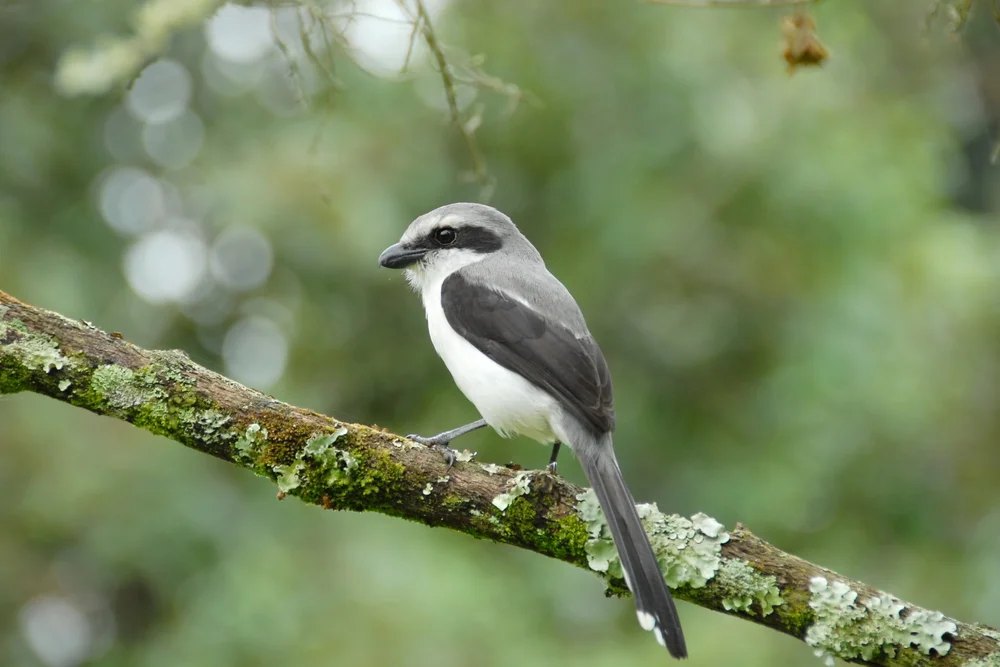 Mackinnon-Würger (Lanius mackinnoni)