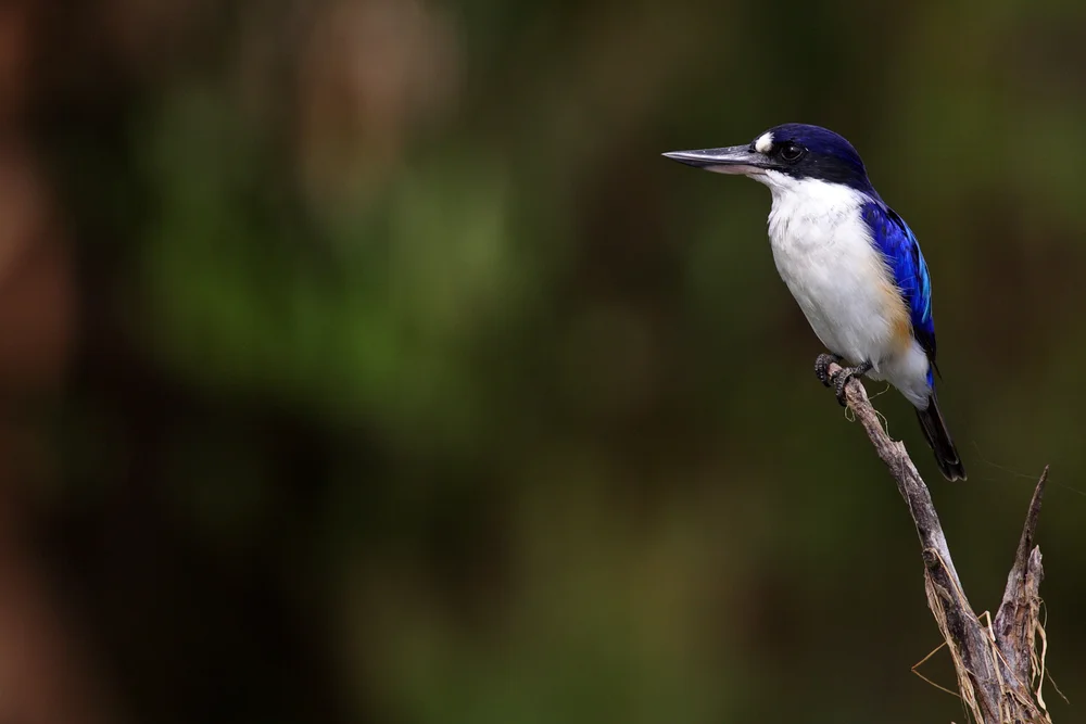 Macleay-Eisvogel (Todiramphus macleayii)