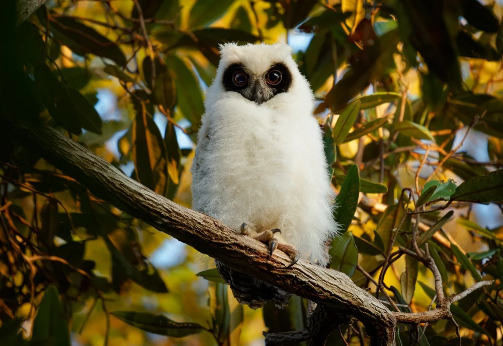 Madagascar Owl (Asio madagascariensis)