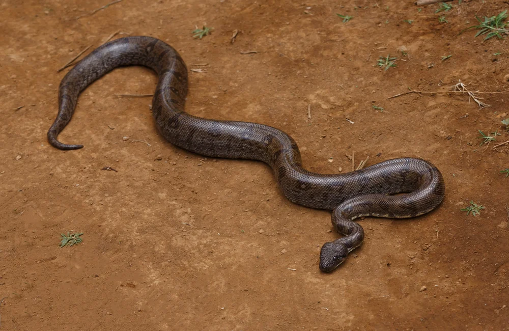 Madagaskar-Brillenvogel (Sanzinia madagascariensis)