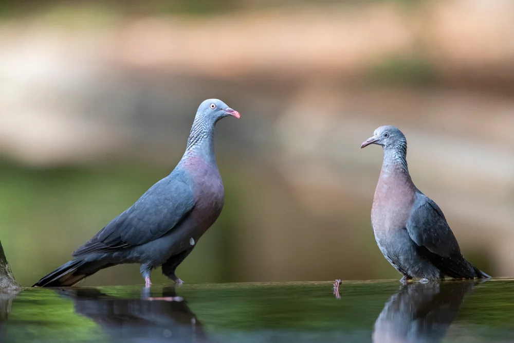 Madagaskar-Felsentaube (Columba trocaz)