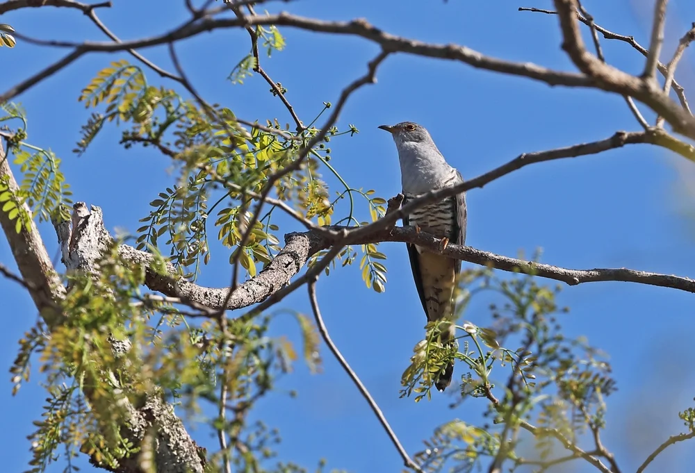 Madagaskar-Kuckuck (Cuculus rochii)