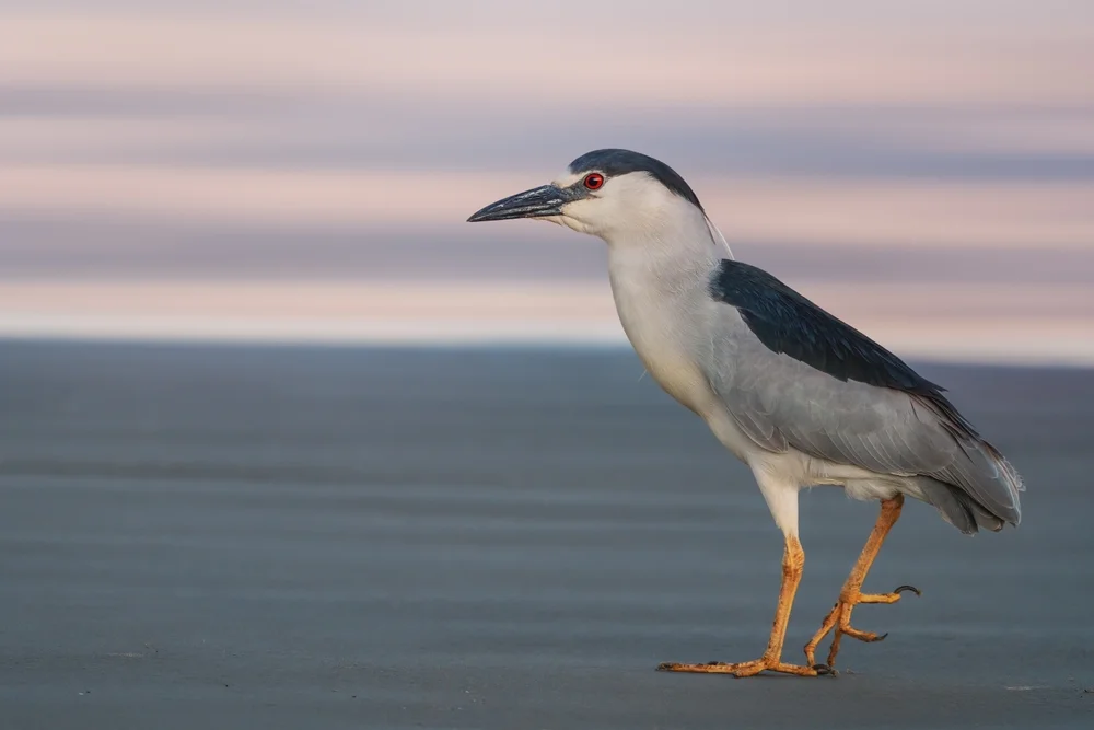 Madagaskar-Nachtreiher (Nycticorax duboisi)