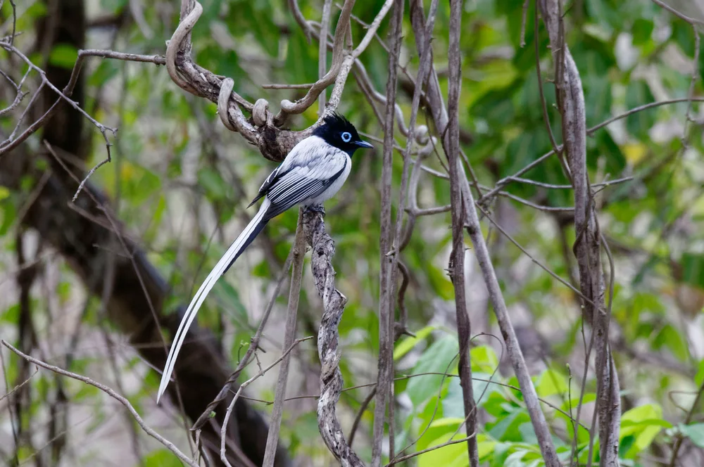 Madagaskar-Paradiesmonarch (Terpsiphone mutata)