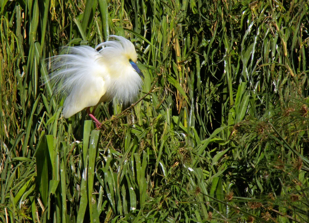 Madagaskar-Rallenreiher (Ardeola idae)