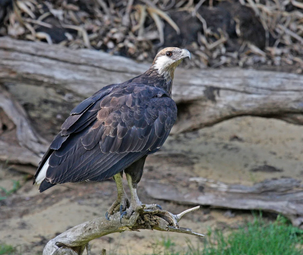 Madagaskar-Seeadler (Haliaeetus vociferoides)