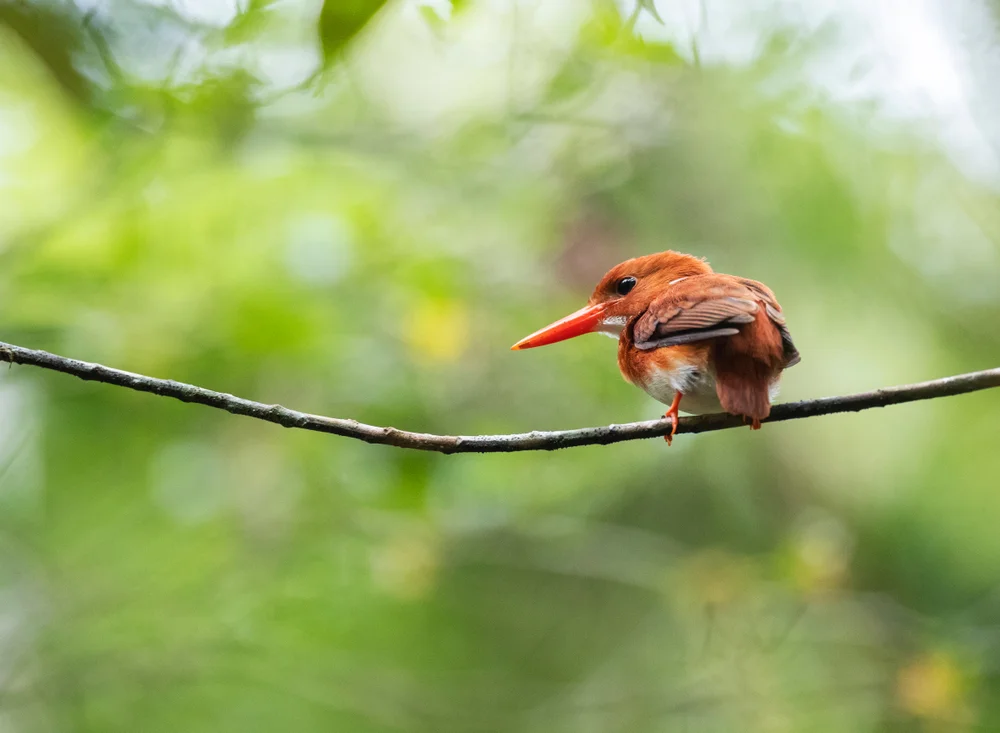 Madagaskar-Sonnenvogel (Corythornis madagascariensis)