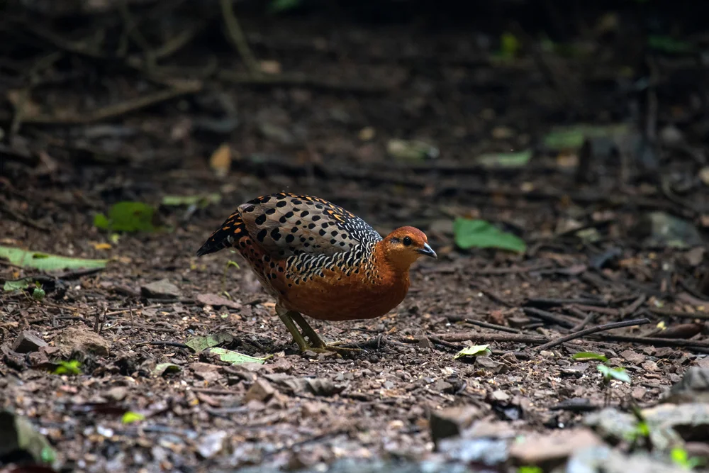 Madagaskar-Sumpfhuhn (Serothrura insularis)