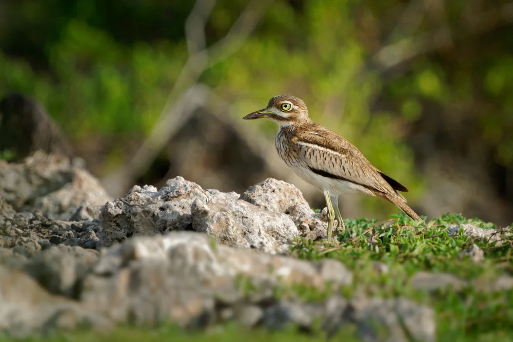 Madagaskar-Triel (Butastur indicus)