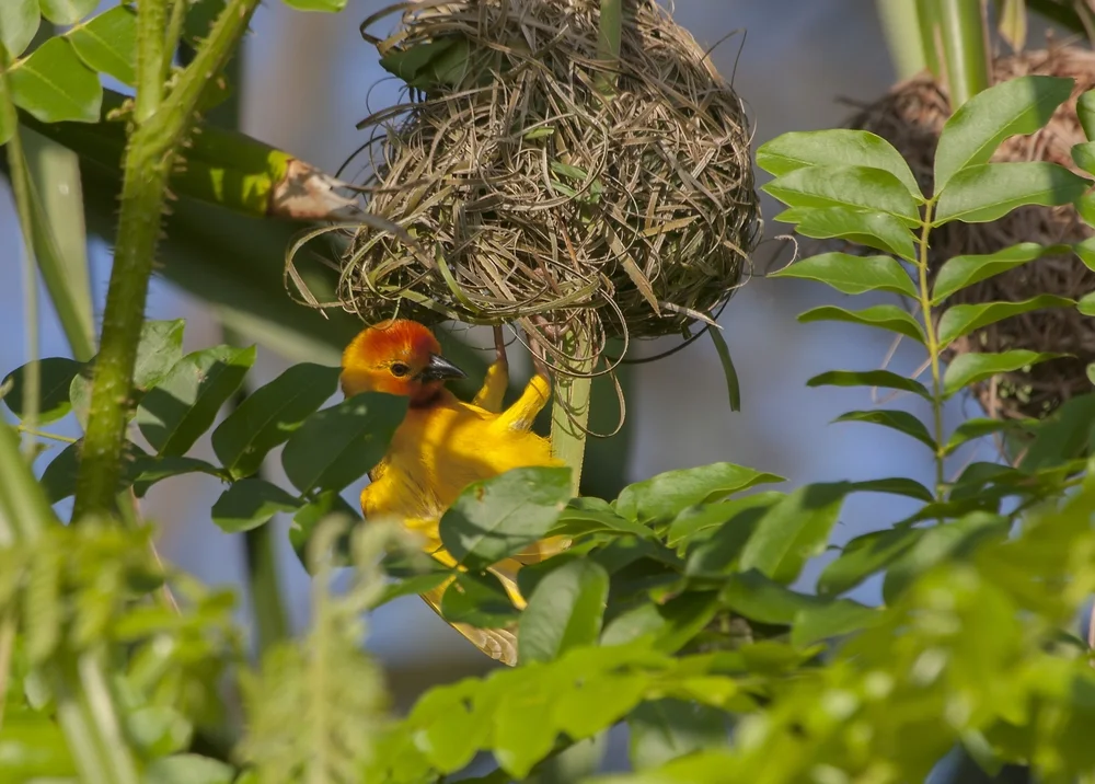 Madagaskar-Weber (Ploceus bojeri)