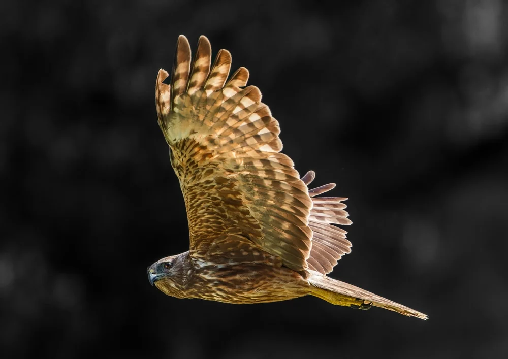 Madagaskar-Weihe (Circus maillardi)