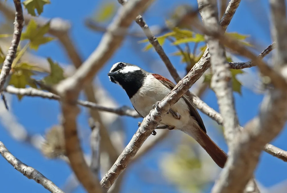 Madagaskar-Würgerdrossling (Calicalicus madagascariensis)