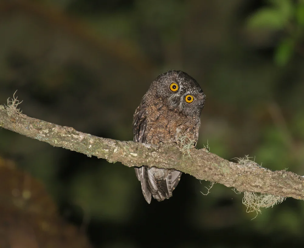Madagaskar-Zwergohreule (Otus pauliani)