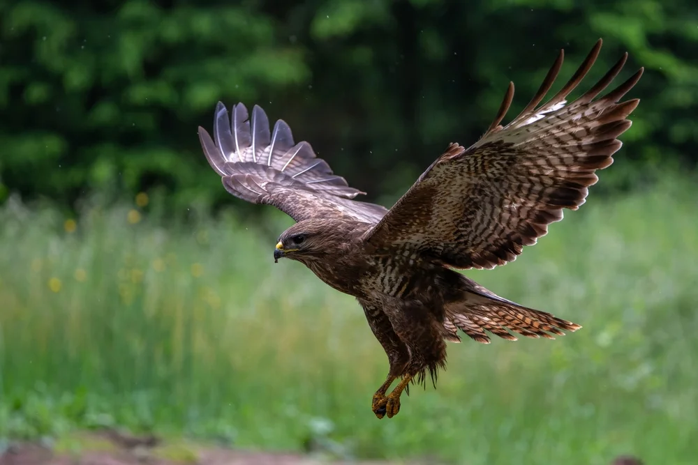 Madagaskarbussard (Buteo auguralis)
