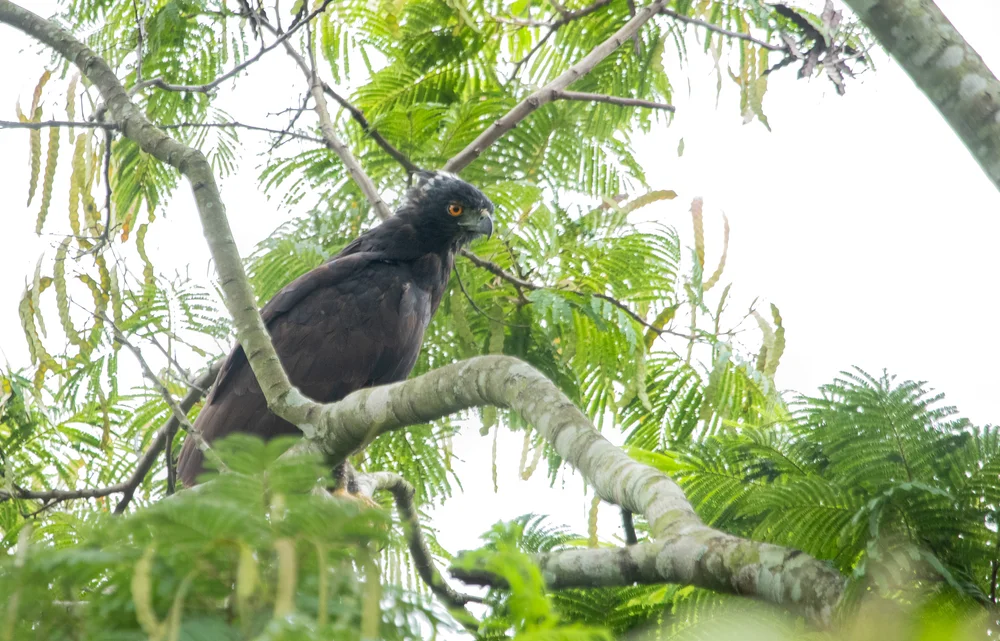 Mächtiger Adler (Spizaetus tyrannus)