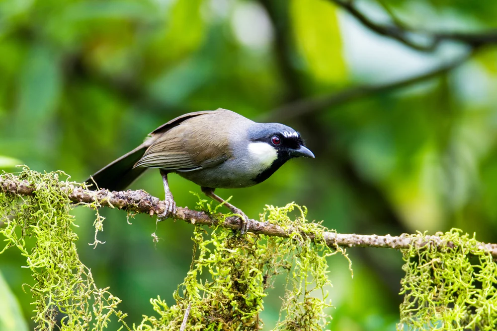 Maes' Haarnymphe (Garrulax maesi)