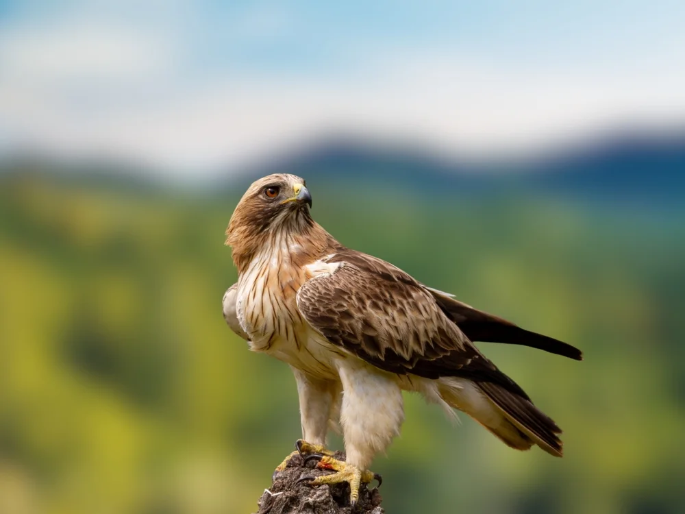 Mäusebussard (Hieraaetus pennatus)