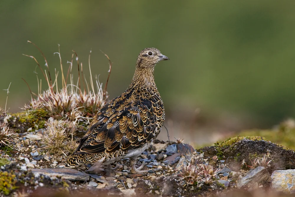 Magellan-Huhn (Attagis malouinus)