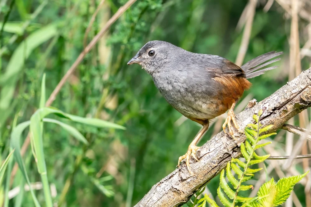 Magellan-Tapaculo (Scytalopus meridanus)