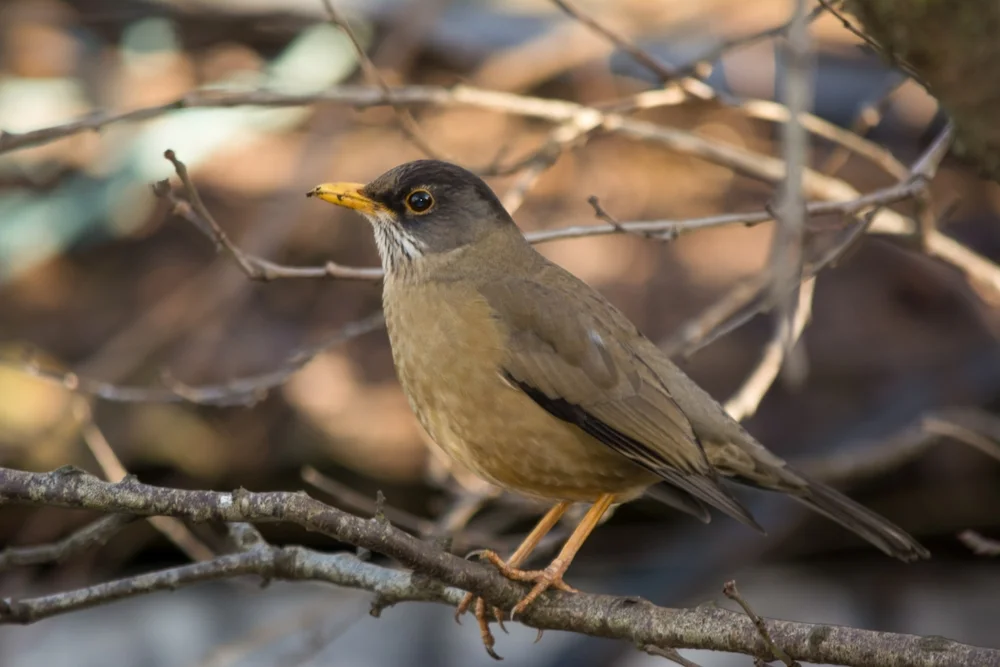 Magellandrossel (Turdus falcklandii)
