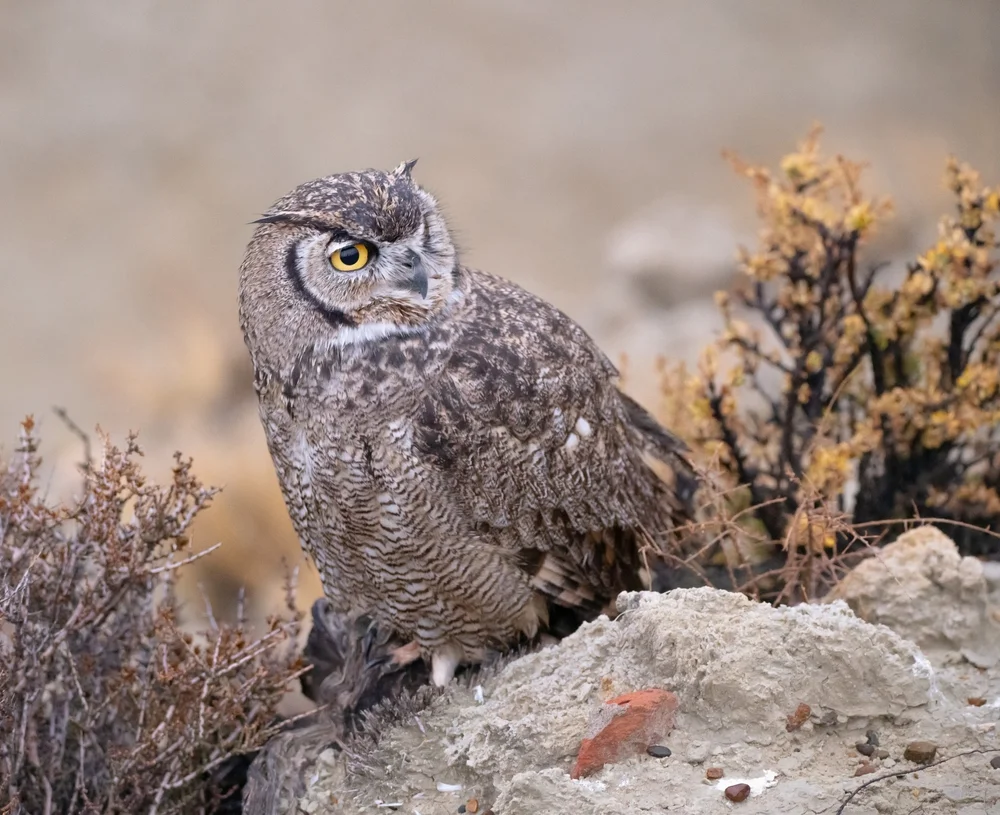 Magellankauz (Bubo magellanicus)